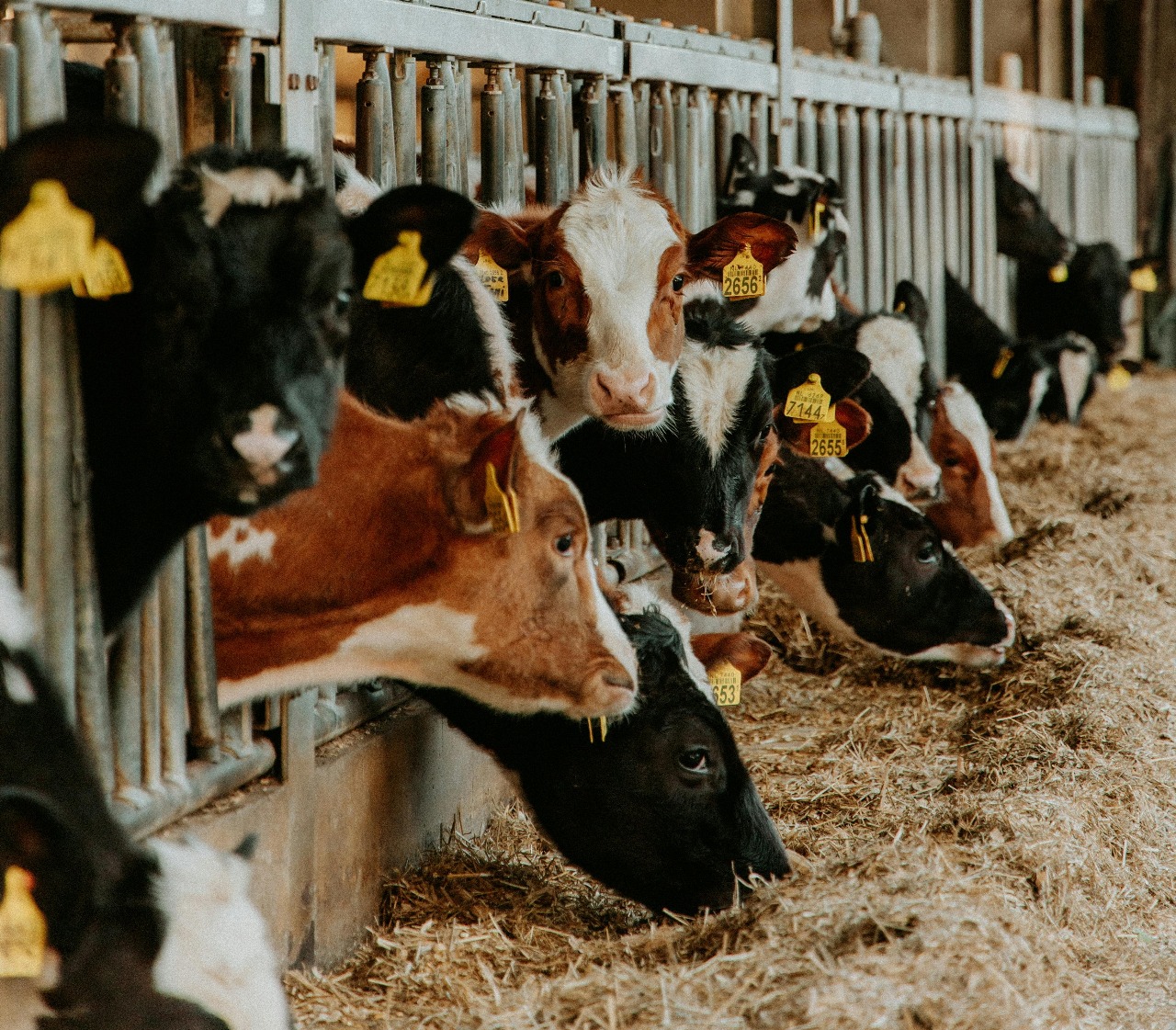 En noviembre de 2025 la faena de bovinos totaliz&oacute; 176,4 mil cabezas